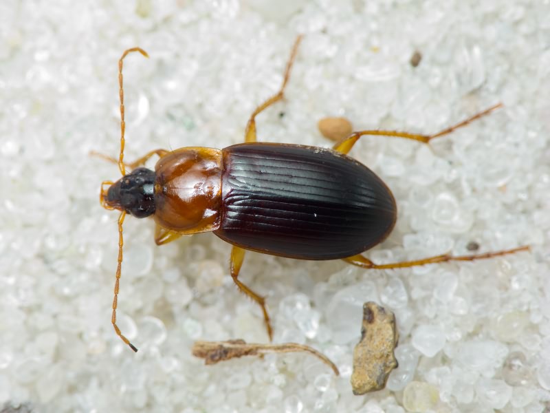 Carabidae Latreille, 1802